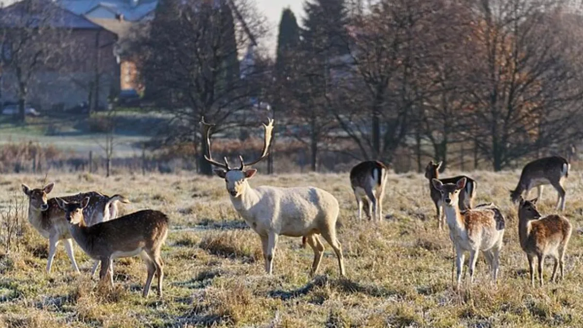 El Reino Unido lanza un plan de 10 años para controlar la población de ciervos.