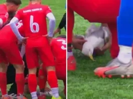 Un arquero salva a una gaviota tras un accidente en la final de liga amateur en Turquía.