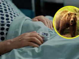 Un paciente en Alaska sufre 'dedo de foca' tras un encuentro con un oso.