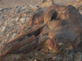 Estudio revela la rica historia paleontológica de Atacama y su primer dinosaurio.