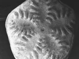 Los lirios de mar en la Antártica: refugio ecológico tras la extinción de los dinosaurios.