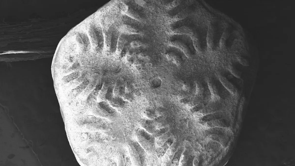 Los lirios de mar en la Antártica: refugio ecológico tras la extinción de los dinosaurios.