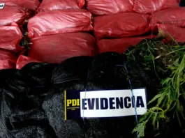 Incautan 460 kg de marihuana y 6.700 plantas en Punitaqui