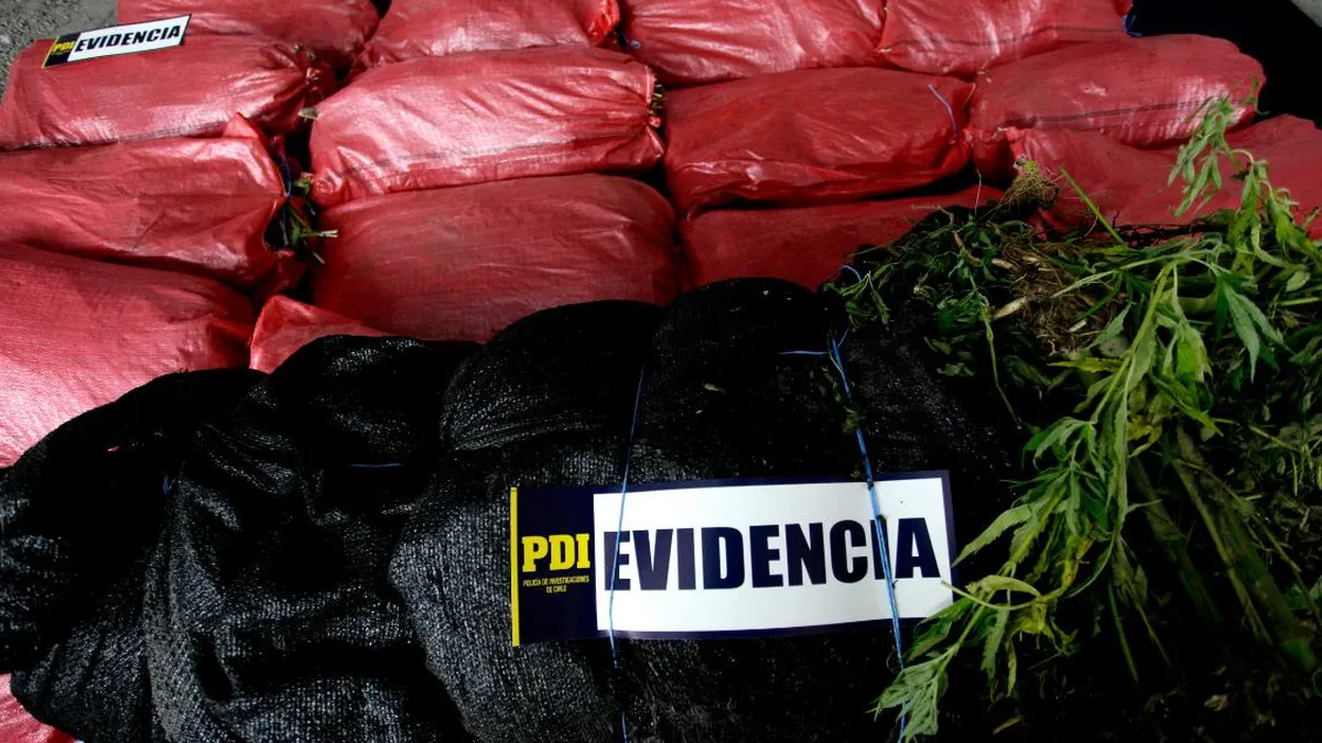 Incautan 460 kg de marihuana y 6.700 plantas en Punitaqui