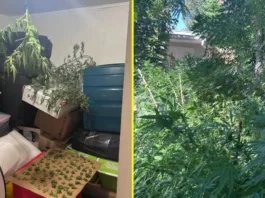 Carabineros detiene a un residente por cultivo de cannabis en La Reina tras robo.