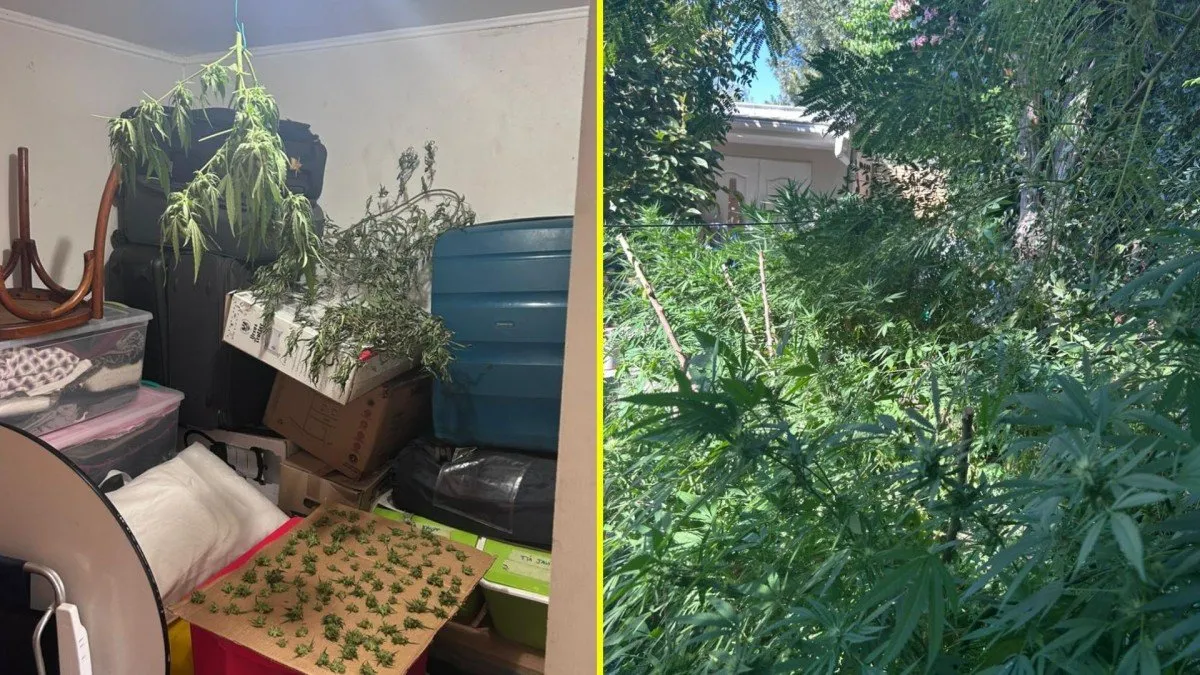 Carabineros detiene a un residente por cultivo de cannabis en La Reina tras robo.