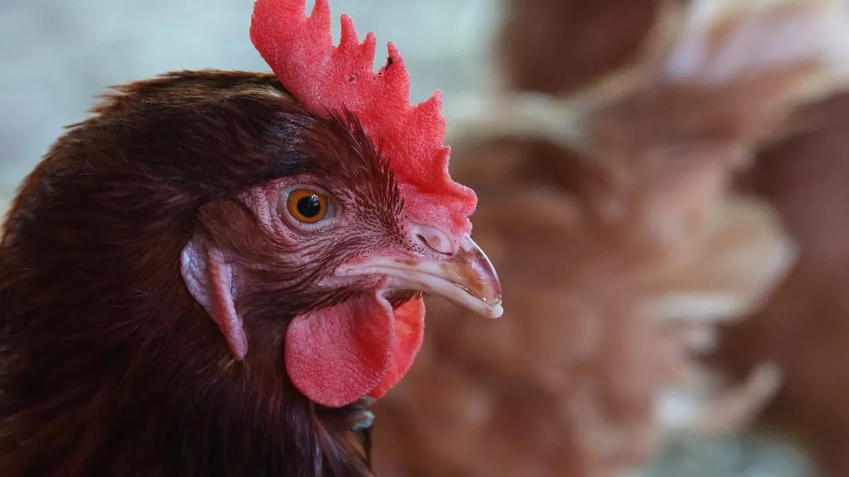 SAG confirma primer caso de influenza aviar H5N1 en aves domésticas en La Araucanía.