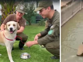 Perro rescatado del Canal San Carlos en La Reina