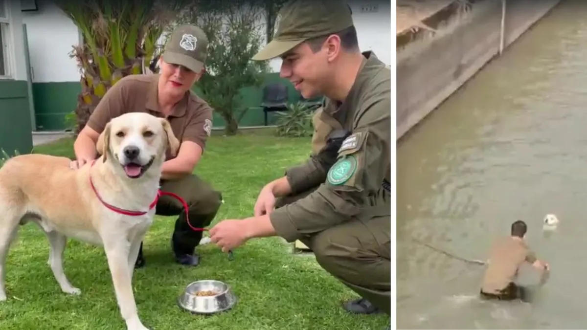 Perro rescatado del Canal San Carlos en La Reina