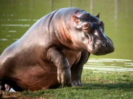 Colombia implementa plan de eutanasia para controlar hipopótamos invasores.