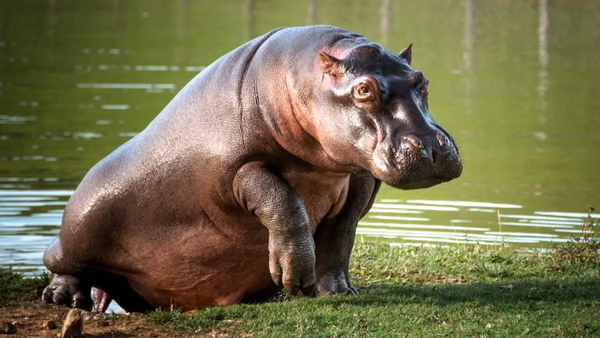 Colombia implementa plan de eutanasia para controlar hipopótamos invasores.