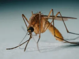 Aumento de zancudos en el Gran Concepción: un signo del cambio climático.