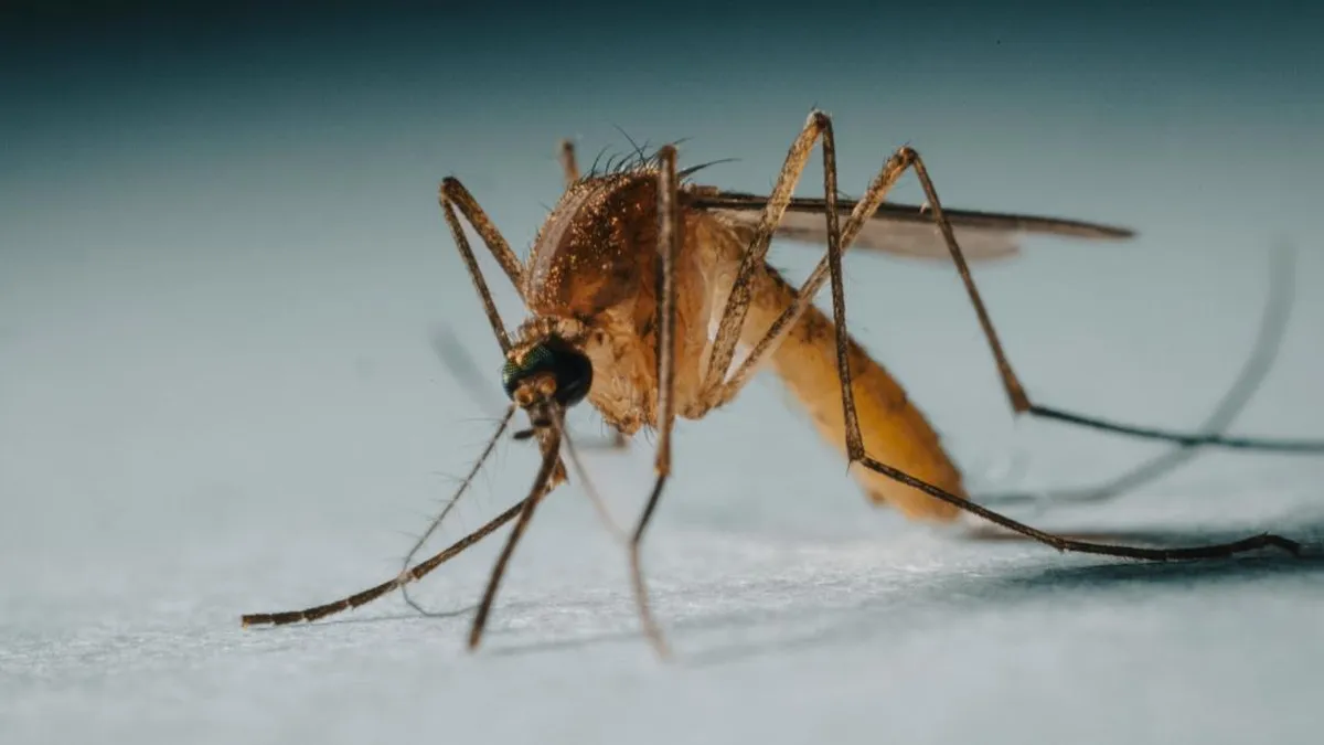 Aumento de zancudos en el Gran Concepción: un signo del cambio climático.