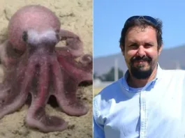 Nuevo pulpo Graneledone sellanesi