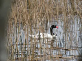Emergencia Zoosanitaria en Los Lagos: cisnes infectados con gripe aviar y medidas preventivas.