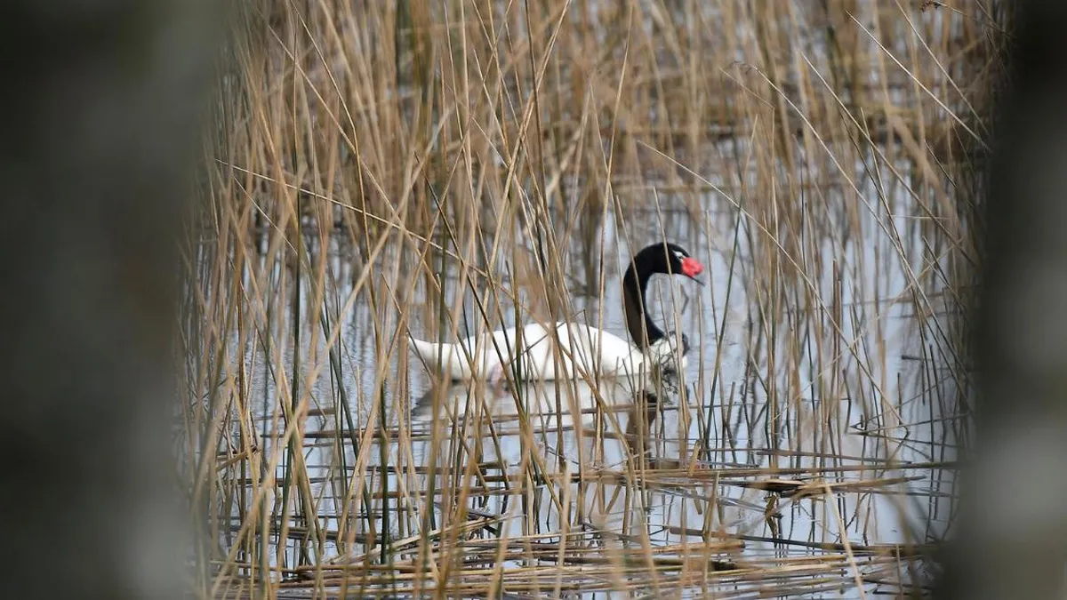 Emergencia Zoosanitaria en Los Lagos: cisnes infectados con gripe aviar y medidas preventivas.