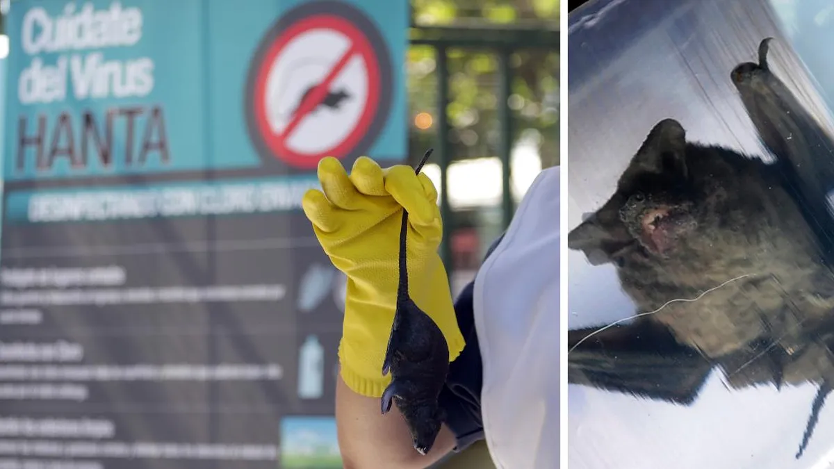 Confirman caso de virus Hanta en Osorno y murciélago con rabia en Purranque.